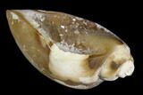Chalcedony Replaced Gastropod With Druzy Quartz - India #123502-1